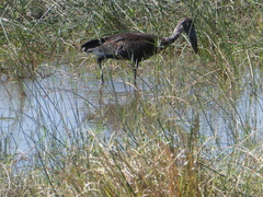 Anastomus lamelligerus