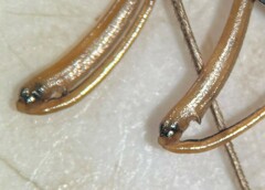 Ranatra quadridentata