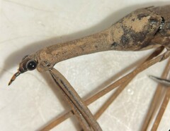 Ranatra quadridentata