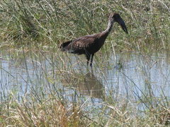 Anastomus lamelligerus