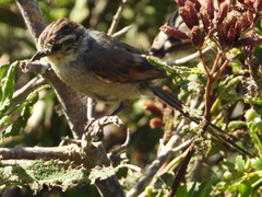 Leptasthenura aegithaloides