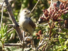Leptasthenura aegithaloides