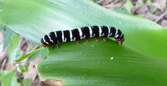 Xanthopastis regnatrix
