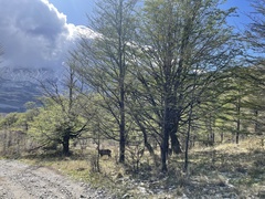 Hippocamelus bisulcus