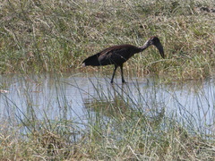 Anastomus lamelligerus