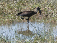 Anastomus lamelligerus