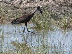 Anastomus lamelligerus