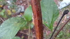 Homalodisca liturata