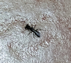 Odontomachus haematodus