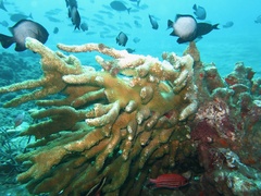 Pocillopora grandis