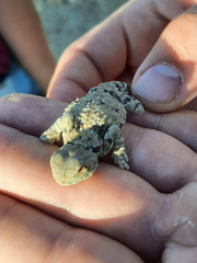 Phrynocephalus helioscopus