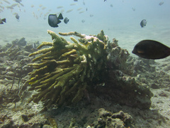 Pocillopora grandis