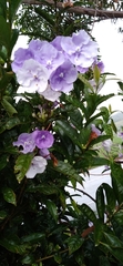 Brunfelsia pauciflora