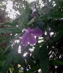 Acanthoideae
