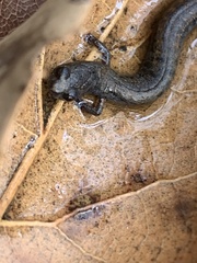 Batrachoseps nigriventris