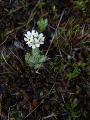 Primula magellanica