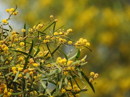 Acacia confusa
