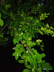 Murraya paniculata