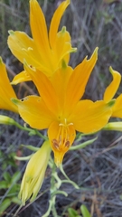 Alstroemeria ligtu simsii