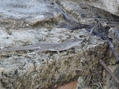 Anolis