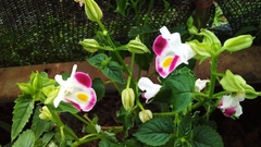 Torenia