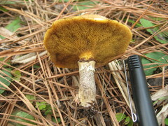 Suillus cothurnatus