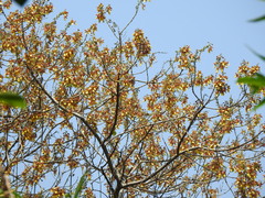 Gmelina arborea