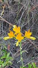 Alstroemeria ligtu simsii