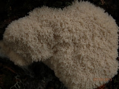 Fuligo septica candida