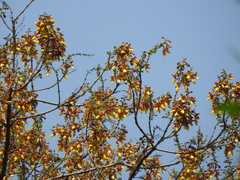 Gmelina arborea