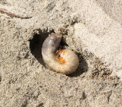 Pericoptus truncatus