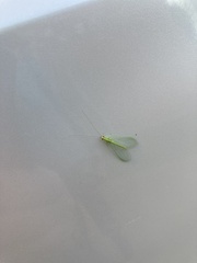 Chrysoperla rufilabris