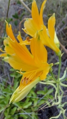 Alstroemeria ligtu simsii