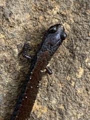 Batrachoseps nigriventris