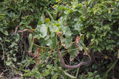 Thaumatophyllum corcovadense