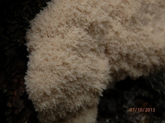 Fuligo septica candida