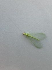 Chrysoperla rufilabris