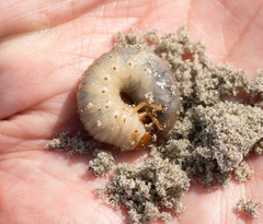 Pericoptus truncatus