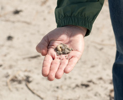 Pericoptus truncatus