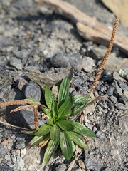 Plantago subnuda