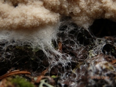Fuligo septica candida