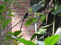 Terpsiphone atrocaudata