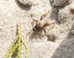 Coelopidae