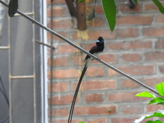 Terpsiphone atrocaudata