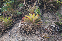 Neoregelia