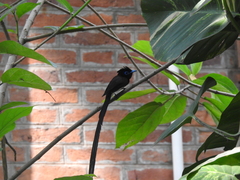 Terpsiphone atrocaudata