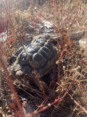 Homopus areolatus