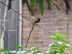 Terpsiphone atrocaudata