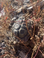 Homopus areolatus