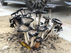 Coprinus calyptratus